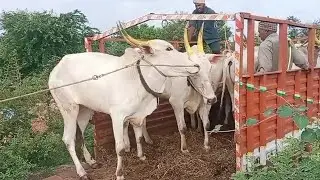 ఆలూరు మార్కెట్ కి వచ్చిన ఎద్దులు // alur bulls market