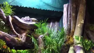 mr. Anaconda