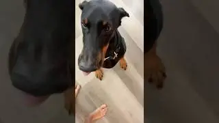 Минусы породы Доберман 🐕#доберман #доберманы #собака #doberman #животные