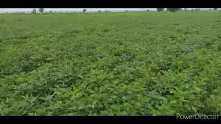 Black gram PU31 Variety Cultivation