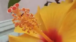 Ant Feeding on Hibiscus 🌺 Stunning Macro | Moto G52 GCam