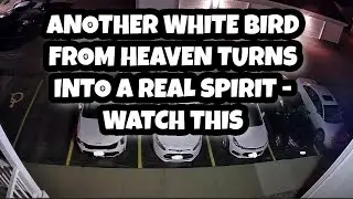 ANOTHER WHITE BIRD FROM HEAVEN TURNS INTO A REAL SPIRIT   WATCH THIS