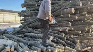 🌳🌳🌳🌳🌳