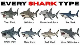 Every SHARK TYPE Explained in 9 Minutes