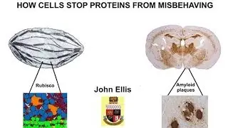 Molecular chaperones: how cells stop proteins from misbehaving