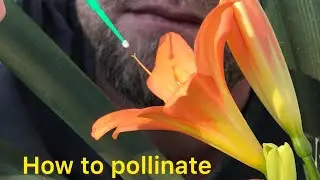 How to pollinate a flower