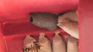 Mud Dauber Wasp Time-lapse