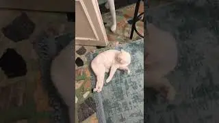 This rescued cat needs complex surgery to walk again and every kind heart can help link in my b