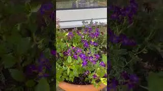 Bee on Alpine Pot