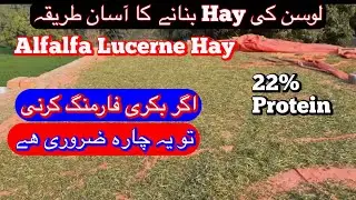 Alfalfa Lucerne ke Hay banana ka Asan Tareeqa/بکریوں کے لیئے لوسرن کتنا ضروی/لوسن کی ھے کیسے بنتی ھے