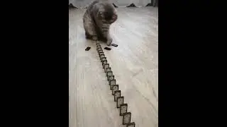 Domino Cat! Cute Cats Funny Cats #Shorts  #dominocat #funnyanomals #funnyvideos