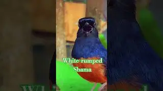 White-rumped Shama Sweet Song | Most Beautiful Bird Sound | Relaxing Nature Shorts #whiterumpedshama
