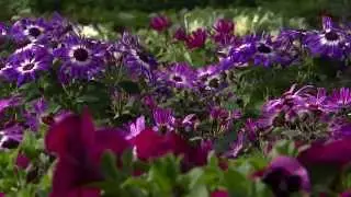 Посадите Pericallis, чтобы украсить любое место.