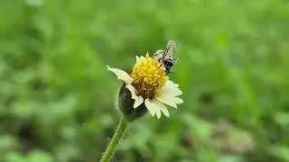 Sweat bee (Halticidae) busy feeding on pollen from Tridax daisy! 