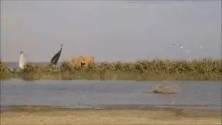 Qaroun Lake