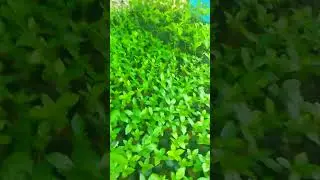 coffee plant For next year.growing up.mass salaction,yellow captura, Burbon ,