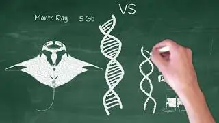 Genome of an Ocean Giant