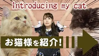 【Today's cat】はじめまして、お猫様紹介動画！