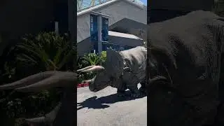 😱 Triceratops in Universal Studios!! #shorts