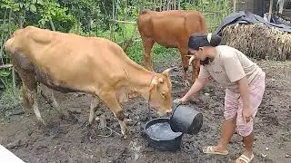 aktifitas pagi kasik minum sapi,,, di pedesaan,@sarohvlog ,, hidup di desa
