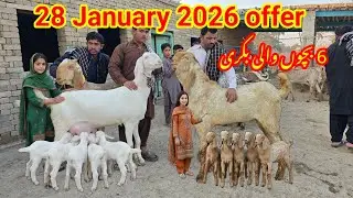 Thursday 29 January 2026 Rate 0346.5810.419 sasti tarin offer 🔥 Good Zoo