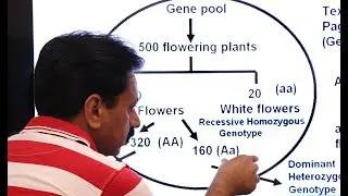 Inter / Ch 8 / Variation and Genetics / Part 2 / Gene pool / Allele Frequency / Genotype Frequency