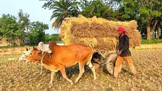 New young Bullock Cart heavy load pulling in riding // Bullock cart videos // Cart Videos