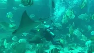 Singapore Oceanarium #singapore #aquarium #underwaterworld #underwater #underwateradventure 