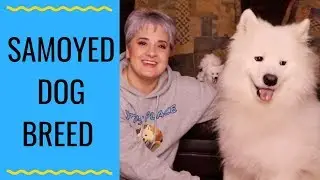 Samoyed Dog Breed Info