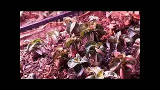 Adenium DHA Medusa Purple  seedlings
