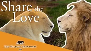 Share The Lion Love: Sofi & Gino Merged || The Wildcat Sanctuary