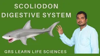 Fish digestive system| scoliodon digestive system
