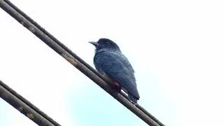 Swallow-Winged Puffbird (Chelidoptera tenebrosa tenebrosa), French Guiana