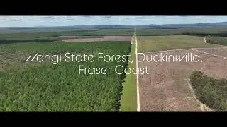 Wongi State Forest, Fraser Coast