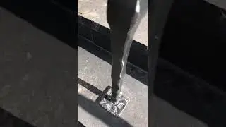 Wasp removal ...