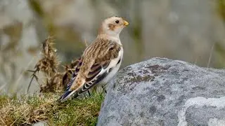 Snow Bunting on the Blorenge