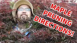 Follow these steps to prune your Japanese Maple.
