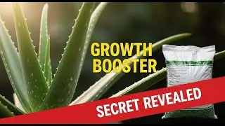 Aloe Vera + This Secret = 10x Faster Plant Growth! 🌿 (Secret Revealed)