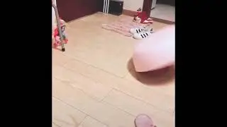 Funniest 😂animals part 2/Funtoon Networks