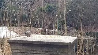 Плачущие горлицы American mourning dove (Zenaida macroura)