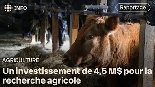 4,5 M$ en recherche pour aider les &eacute;leveurs et les agriculteurs en Saskatchewan