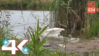 Cygnet scared the female swan - Hissing Swan Family 4K video 024
