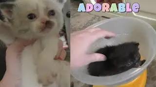 3 Week Old Kitten Care! 😻