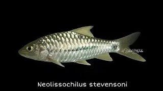 Neolissochilus stevensoni @ Exclamation Mahseer/Tengas Rakhine (Myanmar)