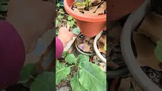 shredded cardboard = great garden mulch #organic  #containergardening #cardboard #tutorial #shorts