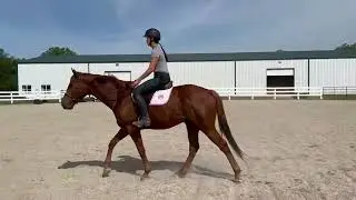ROYAL MOVER (w/t/c) - Adoptable Thoroughbred Gelding - New Vocations
