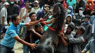 Kuda ini mengamuk saat masuk star get