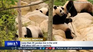 Giant pandas to return to Washington, DC zoo