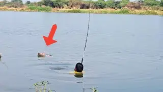 Fishing Videos | Big Rohu Fishing Techniques | Float Fishing Video | Fish catching Videos