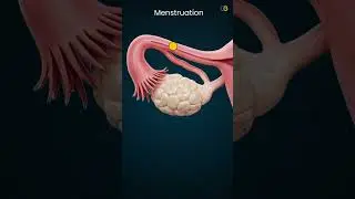 Menstruation explanation | Reproduction Class 10 | CBSE Board Exam #biology